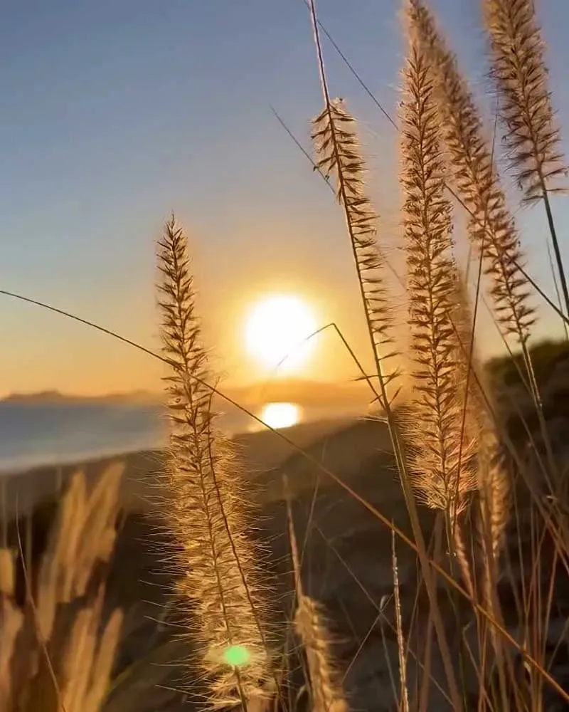 Épis de graminées dorés sous le soleil couchant au bord de l'eau.